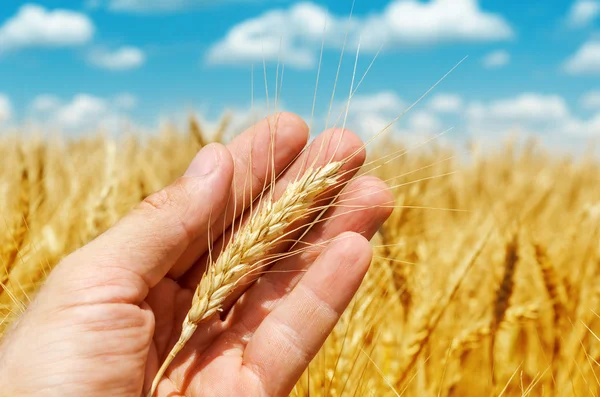 Dourada espiga de trigo na mão sobre campo — Fotografia de Stock