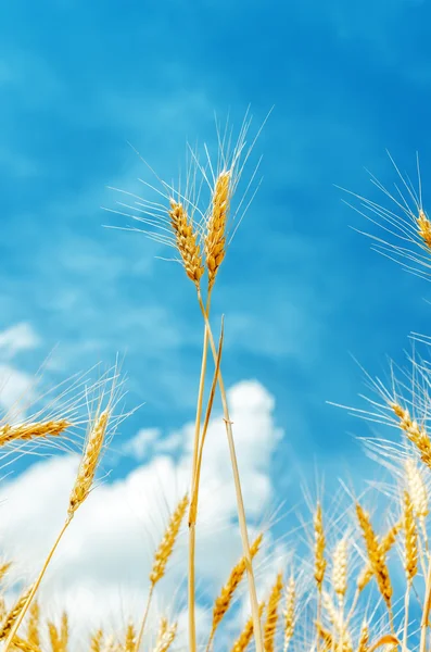 Twee gouden stengels onder blauwe hemel op veld — Stockfoto