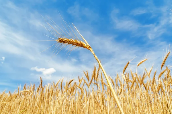 Espiga de trigo en el campo. enfoque suave — Foto de Stock