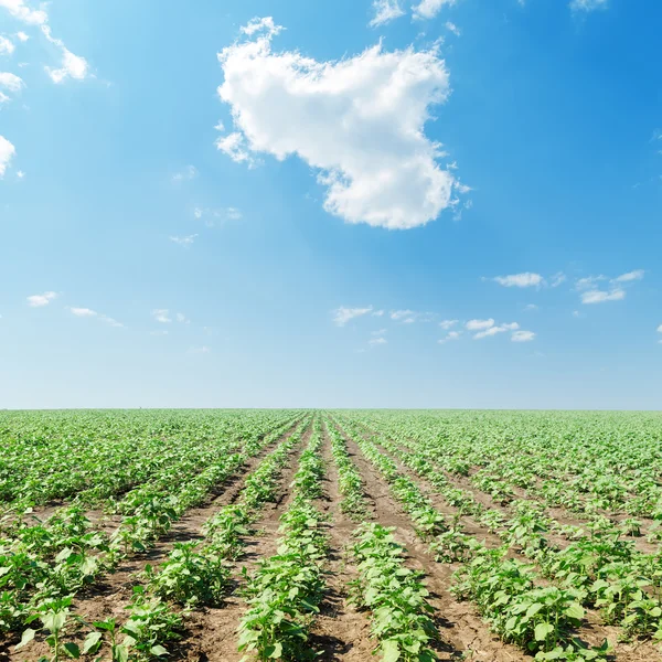 Cloud in blue sky over field with green sunflowers Stock Photo