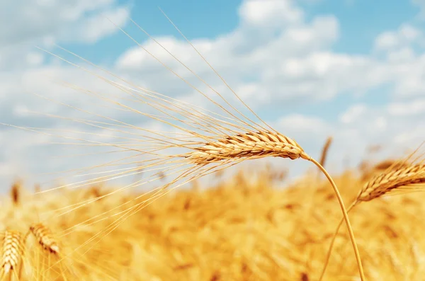 Espiga madura de trigo en el campo — Foto de Stock