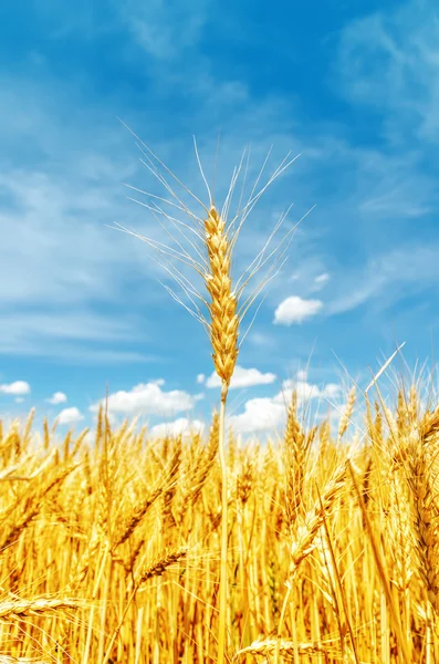 Cebada de oro en campo. enfoque suave — Foto de Stock