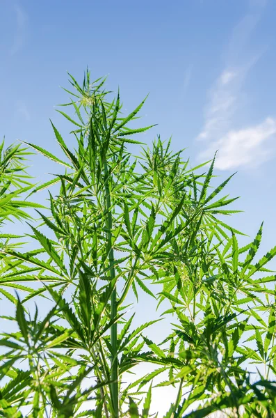 Bush of marijuana under sunlight — Stock Photo, Image
