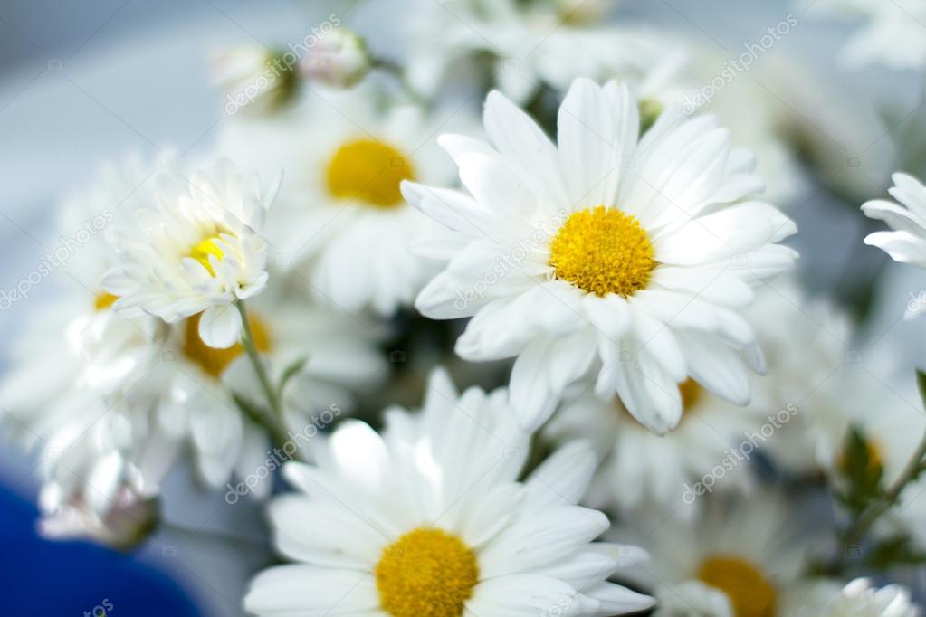 Closeup of white camomile flower with soft focus
