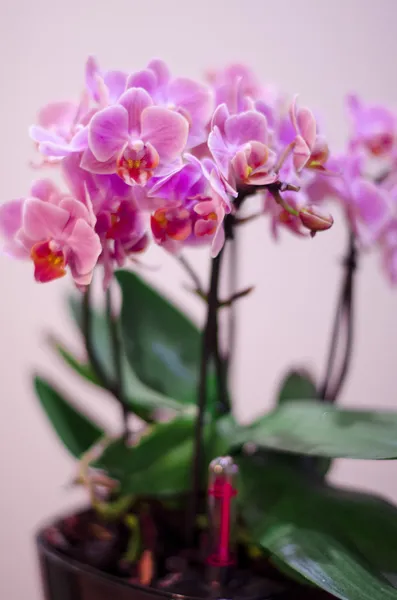 Belle fleur pourpre d'orchidée croître, pousse de photo macro — Photo