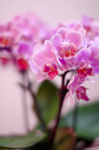 Belle fleur d'orchidée pourpre pousser dans le pot de fleurs — Photo