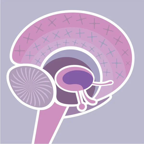 大脑中枢神经系统矢量 — 图库矢量图片