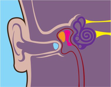 Anatomy of Human Ear clipart