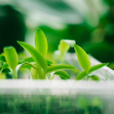 biber lahanası tepsisi