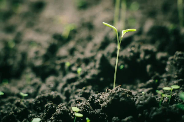 Pepper sprouts — Stock Photo, Image