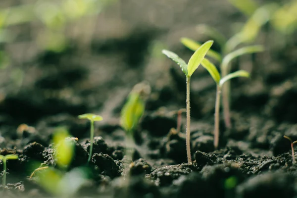 Pepper sprouts — Stock Photo, Image