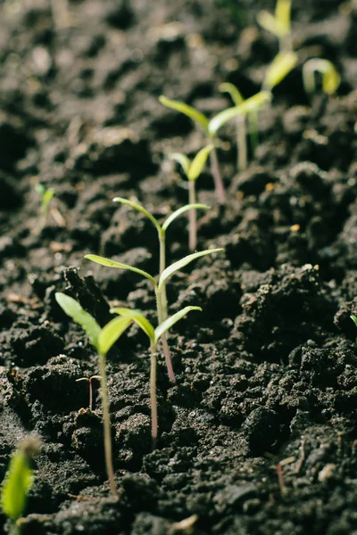 Pepper sprouts — Stock Photo, Image