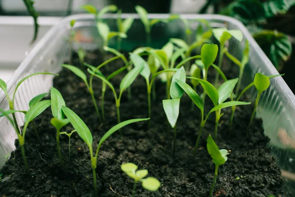 Pepper sprouts in tray — Stock Photo, Image