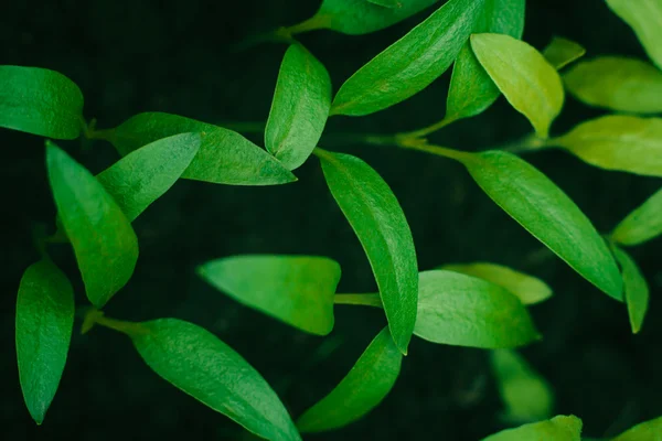 Brotes de pimienta —  Fotos de Stock