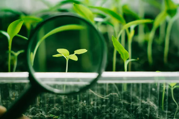 Weed in magnifier — Stock Photo, Image