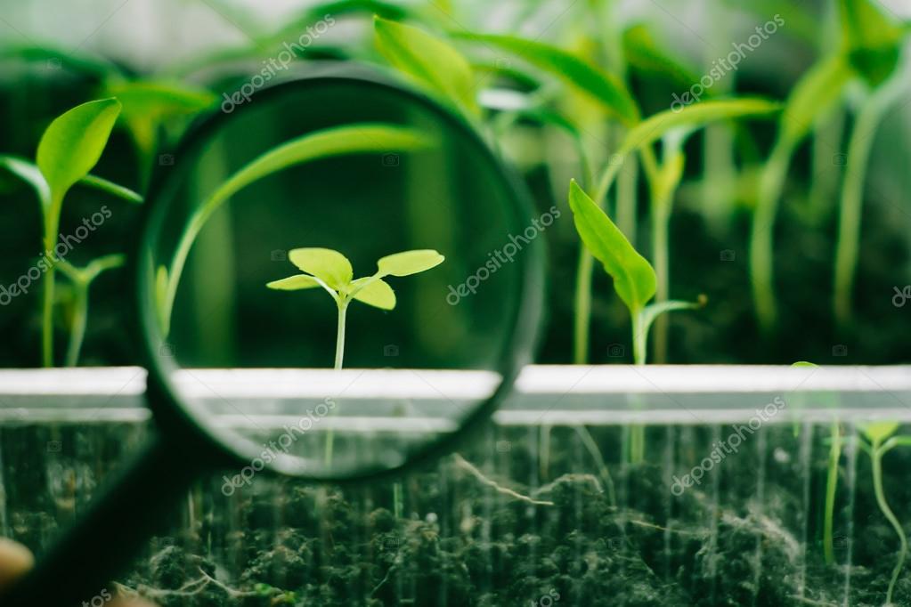 Weed in magnifier — Stock Photo © Honored 22371841