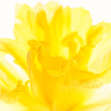 soyut çiçek arkaplanı