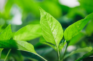 Su damlalı yeşil yapraklar