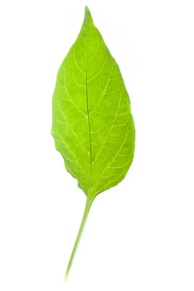 Peper Filiz yaprak — Stok fotoğraf
