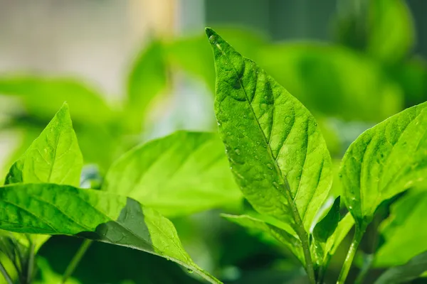 Gröna blad med vattendroppar — Stockfoto