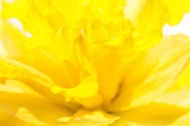 soyut çiçek arkaplanı