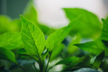 Su damlalı yeşil yapraklar