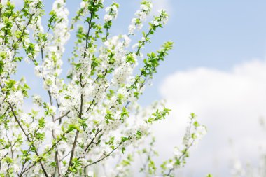 çiçek açan kayısı