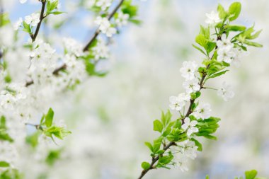 çiçek açan kayısı