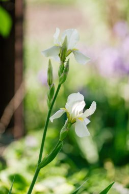 yeşil zemin üzerine süsen