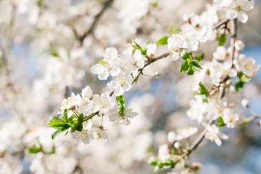 Kayısı çiçek açan ağaç