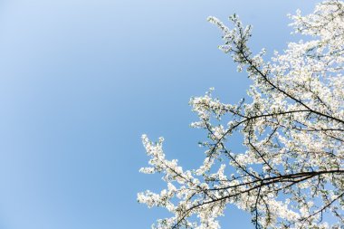 Kayısı çiçek açan ağaç