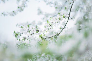 erken kiraz çiçeği