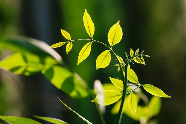 核桃的叶子 — 图库照片