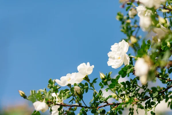 Floraison églantine printanière — Photo