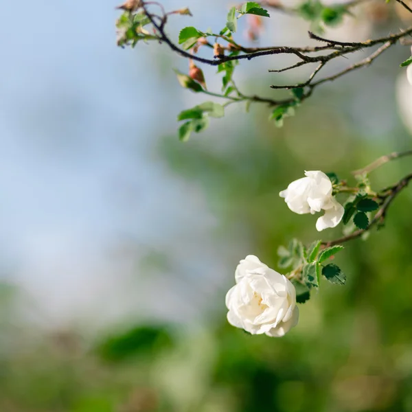 Jarní eglantine bloom — Stock fotografie