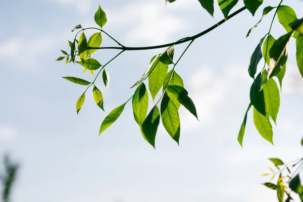 Leaves of walnut — Stock Photo, Image