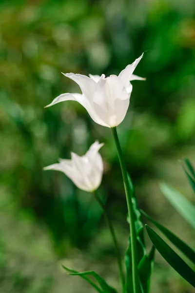 White tulips in garden — Stock Photo, Image