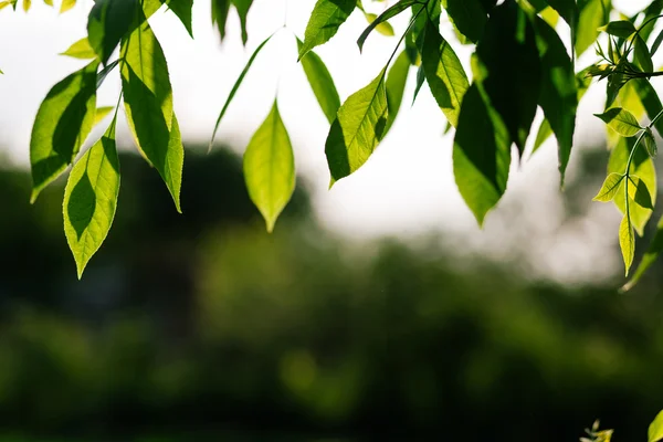 Листья ореха — стоковое фото