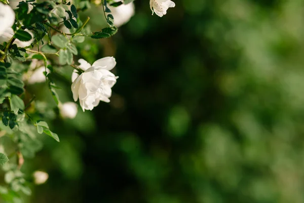 Eierstockblüte im Frühling — Stockfoto