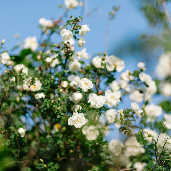 Primavera flor de beringela — Fotografia de Stock