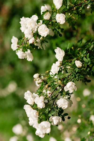 Spring eglantine bloom — Stock Photo, Image