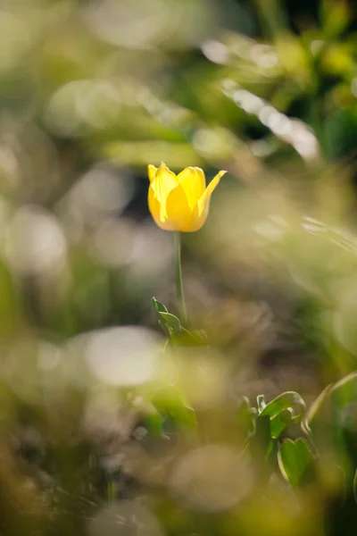 Yellow single tulip — Stock Photo, Image