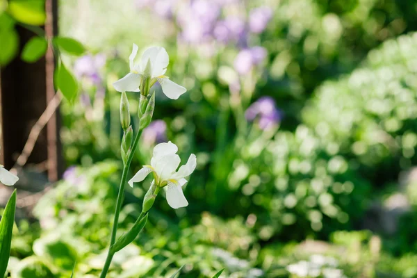 Iris su sfondo verde — Foto Stock
