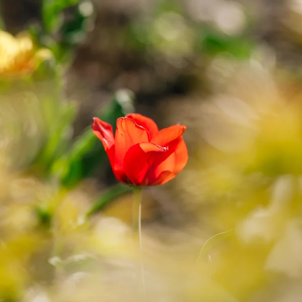 Red single tulip — Stock Photo, Image