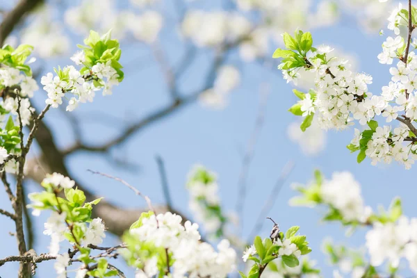 Aprikos blommande — Stockfoto