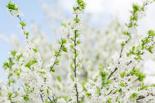 Aprikos blommande — Stockfoto