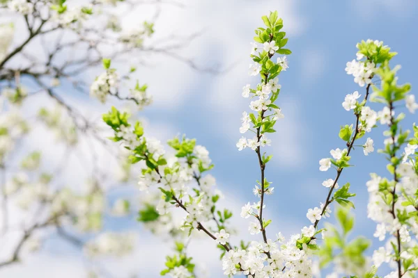 Kvetoucí Meruňka — Stock fotografie