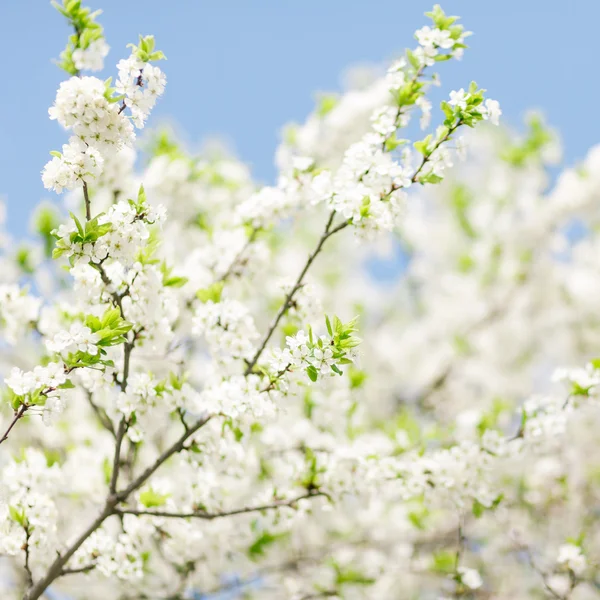 Fioritura di albicocche — Foto Stock