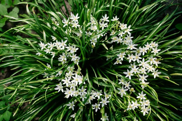 Early little garden flowers — Stock Photo, Image