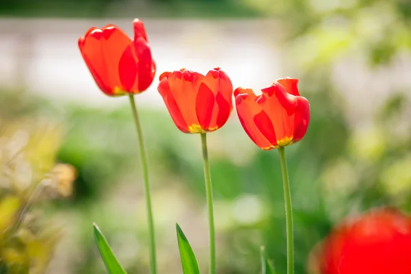 Red tulips — Stock Photo, Image